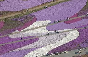 Moss phlox blossoms make colorful carpet